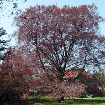 Bild vergr&ouml;&szlig;ern: Park C�sitz